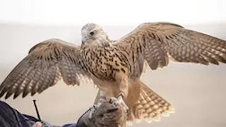 سعره تخطى 2 مليون جنيه.. اصطياد طير نادر في سوريا (فيديو)