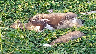 بالصور- مصرف يتحول لمقبرة للحيوانات النافقة واستغاثة أهالي البحيرة