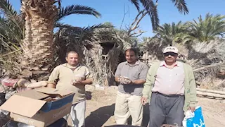  زراعة جنوب سيناء تطلق حملات لمكافحة القوارض -صور