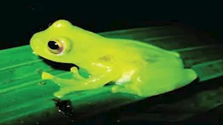 قلبه ينبض أمام عينيك..  10 صور للضفدع الزجاجي الشفاف 