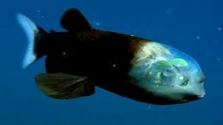 10 صور لـ أسماك بعيون شفافة وكائنات تضيء في الظلام 