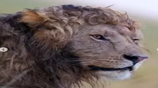 أسد يثير ضجة على الإنترنت لهذا السبب (صور)