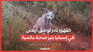 ظهور نادر لوشق أبيض في إسبانيا يثير ضجة عالمية