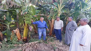 حصاد 333 فدان ذرة شامية وزراعة 455 فدان قصب خريفي بالأقصر