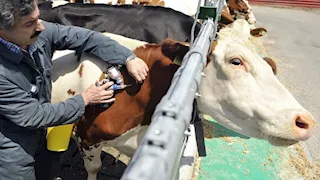 ما هي أعراض مرض الحمى القلاعية؟.. وهل يؤثر على الإنسان؟