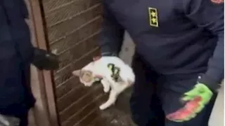 في لفتة إنسانية.. أمن الفيوم ينقذ قطة محتجزة داخل محل مغلق