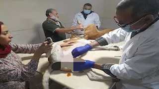 بالصور- كلاب ضالة تغزو شوارع أسيوط وخطة عاجلة للتعقيم والتطعيم