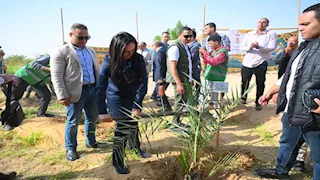 86 ألف ذكر تلقح 4.5 مليون أنثى.. أرقام لا تعرفها عن مملكة النخيل بالوادي الجديد