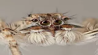 بحجم الحبة..صورلأغرب المخلوقات في العالم 