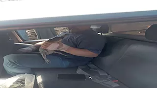 مدير بيطري الشرقية يكشف مصير تمساح الزوامل بعد اصطياده 