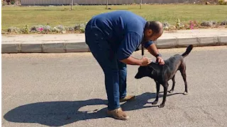 بالصور- تحصين 326 كلبًا في أسوان ضد السعار