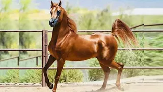 الزراعة: إعادة فتح السوق الأردني أمام صادرات مصر من الخيول الأصيلة