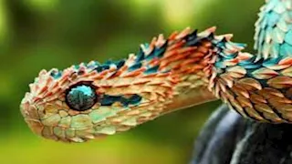 ما خفي كان أعظم.. 6 ثعابين تخطف الأنظار بجمالها الفريد