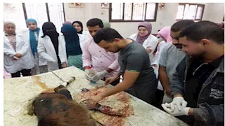 بيطري بني سويف.. عيادات خارجية متكاملة لخدمة المجتمع (صور)