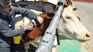 تحقيق عاجل بشأن انتشار الحمى القلاعية بين الأبقار في لبنان