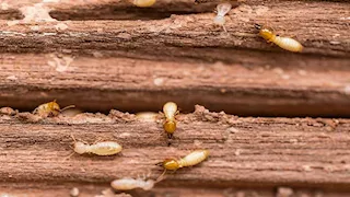 بيان عاجل من الزراعة بشأن حقيقة تسبب النمل الأبيض في انهيار منازل بالأقصر