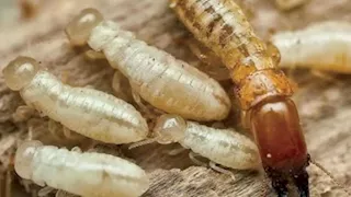 بعد شائعة تسببه في سقوط منازل.. تعرف على النمل الأبيض وطرق الوقاية منه