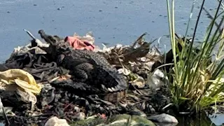 بعد واقعة "الزوامل".. تمساح غامض يظهر في أبو حماد بالشرقية -صور