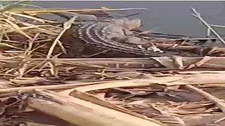 تماسيح الزوامل تثير الذعر في الشرقية.. والأهالي: أكلوا بقرة في ساعات