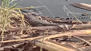  إنهاء أزمة بلبيس.. محافظ الشرقية يوجه بانتشال التماسيح من المصرف