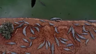 إسرائيل تكشف سبب إعدام مئات التماسيح في منطقة الأغوار