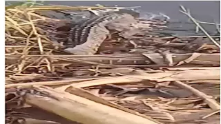 الطب البيطري بالشرقية يكشف لغز ظهور التماسيح في مصرف الزوامل -صور