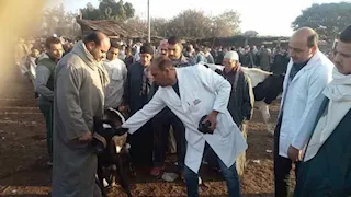 المنوفية تحصن 40 ألف رأس ماشية ضمن الحملة القومية الثالثة (صور)