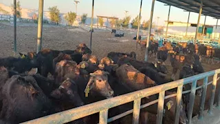 تحصين 215 ألف رأس ماشية ضد الحمى القلاعية والوادي المتصدع بالمنيا (صور)