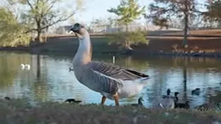 رحلة ترفيهية تنتهي بكارثة.. أوز ضخم يهاجم امرأة وهذا ما حدث