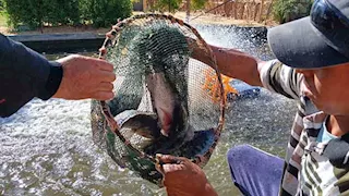  بالصور- طرح أسماك مشروعات "الاستزراع السمكي" بالوادي الجديد