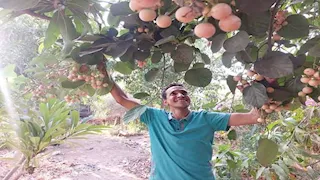 فاكهة الأغنياء.. مهندس يكشف سر زراعة "الكافيار": الكيلو بـ 3500 جنيه