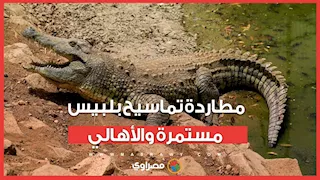 نصبوا الشباك 5 أيام.. مطاردة تماسيح بلبيس مستمرة والأهالي: استخبّوا خايفين