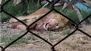 نقيب البيطريين بالفيوم: ما حدث في حديقة الحيوان خطأ بشري.. وتجهيز حفرة لدفن الأسد 