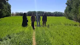 جنوب سيناء تضع خطة طموحة للتنمية الزراعية تركز على المحاصيل غير التقليدية -صور