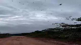 مشهد مرعب.. سقوط مئات العناكب من السماء لهذا السبب الصادم (فيديو وصور)