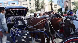 ضبط ومصادرة 33 عربة حنطور مخالفة بأسوان (صور)