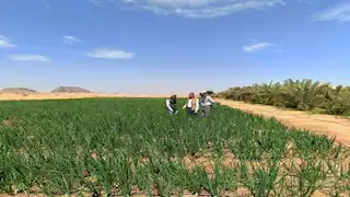 "بحوث الصحراء" يختتم سلسلة حقلية لدعم الزراعة المستدامة في توشكى والوادي 