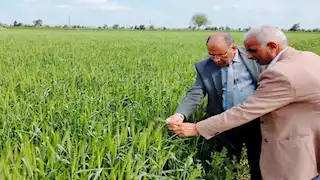 زراعة البحيرة: 280 ألف فدان من القمح منتظر حصادها هذا العام