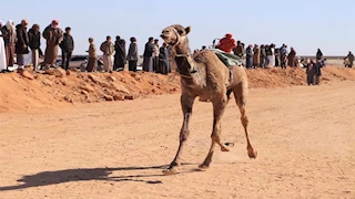 بالصور- انطلاق مهرجان الإسماعيلية لسباق الهجن بمشاركة 3 دول عربية