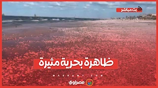 غزو القواقع وأم الخلول لشواطئ بورسعيد.. ظاهرة بحرية مثيرة!