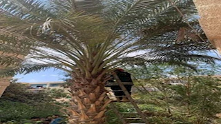  الحماية المدنية تنقذ قطًا عالقًا بنخلة في العاشر من رمضان 