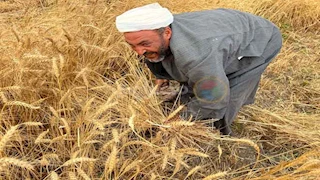 توريد 113 ألف طن قمح للشون والصوامع في بني سويف 