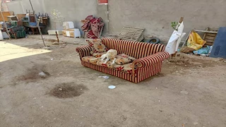 سكان يحررون محضرًا ضد سيدة بسبب الكلاب الضالة بالتجمع