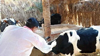 أسوان تستعد لإطلاق حملة قومية لتحصين الثروة الحيوانية ضد الحمى القلاعية والوادي المتصدع