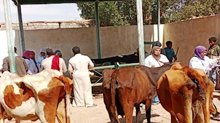 "رقم قومي للمواشي".. عبد الباسط يوضح تفاصيل التأمين على الثروة الحيوانية