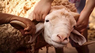 أهم 60 سؤالاً وإجابة شرعية عن الأضحية.. أصدرتها دار الإفتاء المصرية
