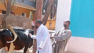 تحصين 40 ألف رأس ماشية في أسوان ضد الحمى القلاعية وحمى الوادي المتصدع (صور)