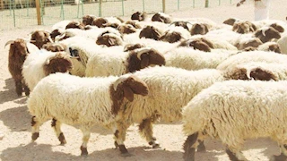 مع اقتراب عيد الأضحى.. 5 طرق لشراء صك الأضحية أونلاين