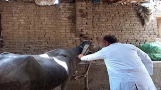 تحصين 350 ألف رأس ماشية ضد الحمى القلاعية والوادي المتصدع في المنوفية- صور