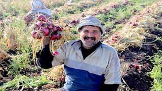 "إلحق قبل ما يغلي".. الدقهلية تطلق موسم حصاد البصل بإنتاج وفير وسعر 5 جنيهات للكيلو